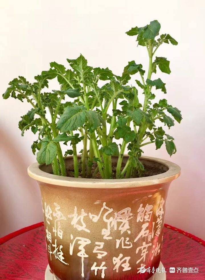这样漂亮又充满生机的蔬菜盆栽你见过吗?
