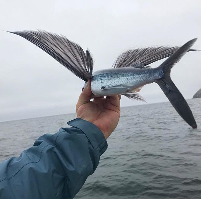 悲慘的飛魚即使學會了飛行逃到天空依然會被海鳥吃掉