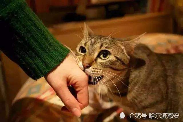 萌喵带来的伤害疾病 猫抓病 猫抓病 淋巴结肿大 淋巴结