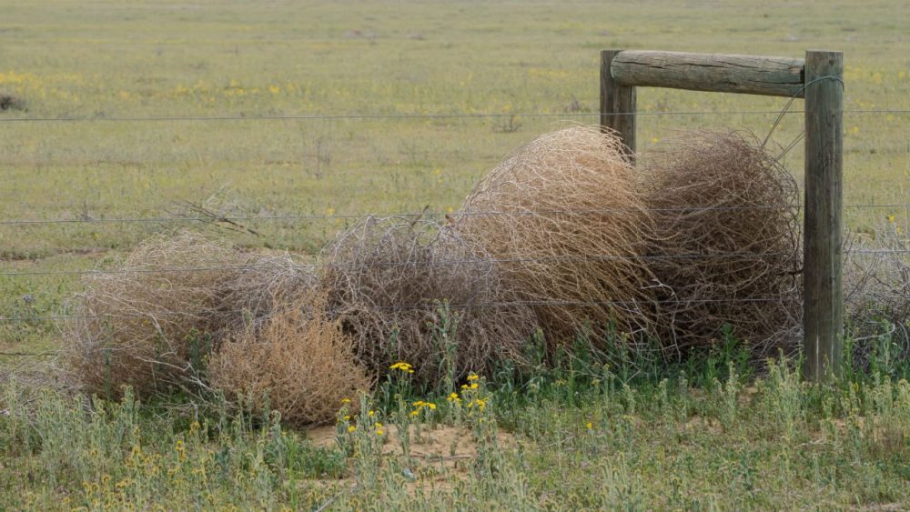 风滚草在中国叫什么 风滚草在中国哪里生长
