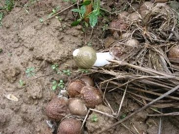 珍稀食用菌 雪裙仙子 竹荪 腾讯新闻