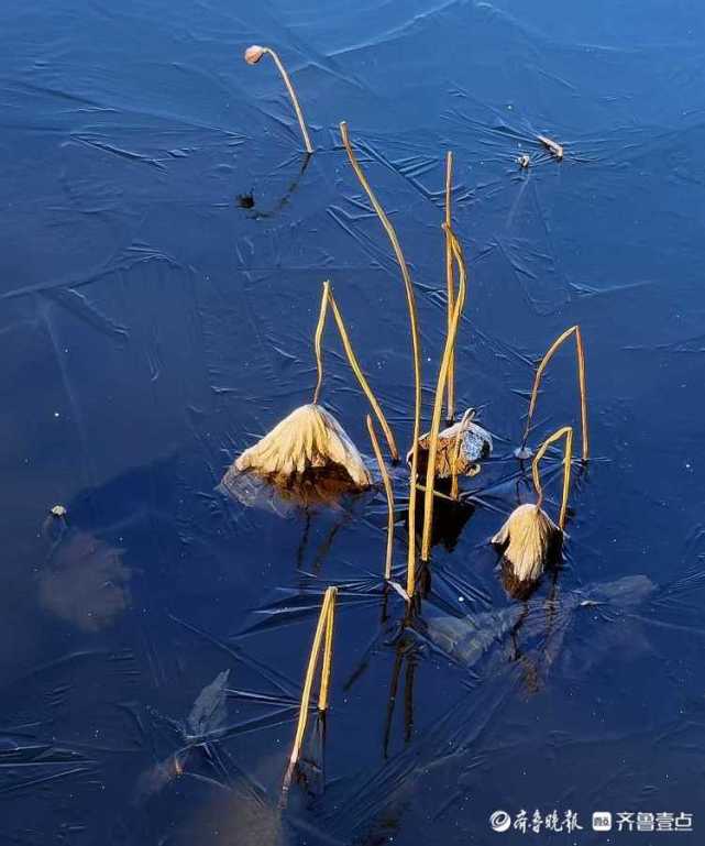日照五莲人民公园冰上残荷别有风情_腾讯新闻