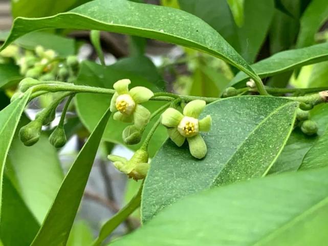 林草科普|中国药用植物-沉香