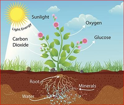 氧气告急 全球植物的光合作用能力遭遇瓶颈 腾讯新闻