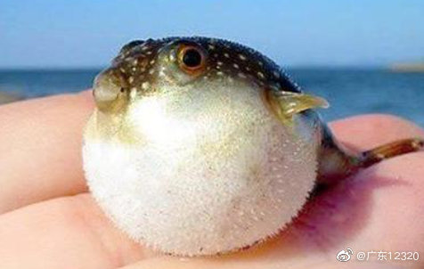 该如何安全吃河豚