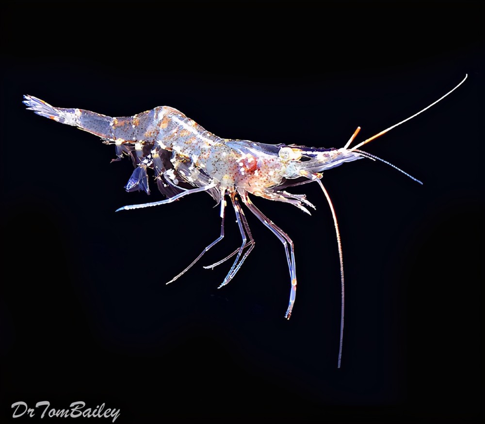 幽灵虾 palaemonetes幽灵虾因自己半透明的外骨骼而得名,它们主要