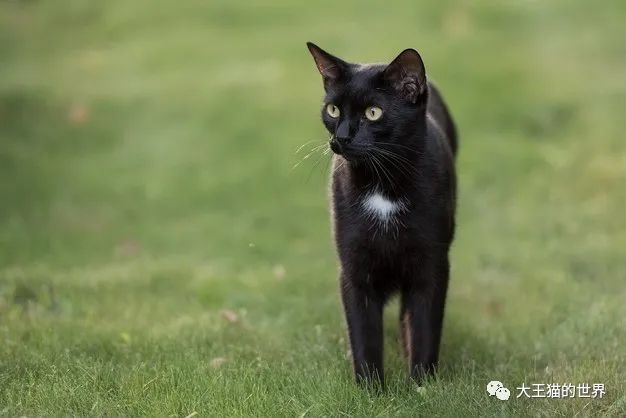 从细微之处发现猫咪关节炎的行为 腾讯新闻