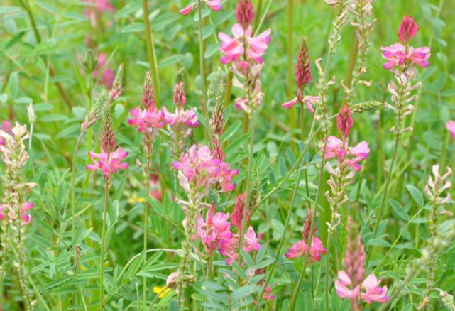 为什么红豆草会被称作是 牧草皇后 和紫花苜蓿哪个适口性好 红豆草 适口性 紫花苜蓿 青贮