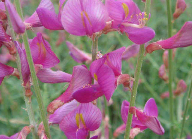 为什么红豆草会被称作是 牧草皇后 和紫花苜蓿哪个适口性好 红豆草 适口性 紫花苜蓿 青贮