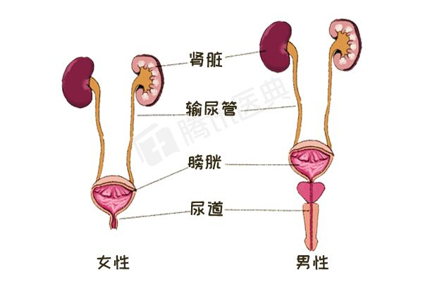 尿能有幾種顏色?超乎你的想象,就怕你看完再也不喝冷飲了