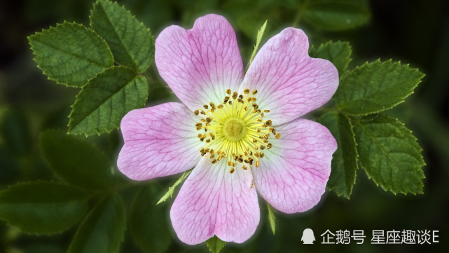 12月17日星座运势 金牛积极主动 狮子控制情绪 摩羯善始善终 狮子座 星座运势 金牛座 摩羯座