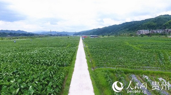 黎平县中潮镇:坝区香芋亩产突破万元