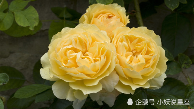 12月17日星座运势 居安思危 突破瓶颈的四大星座 星座 天秤座 双子座 摩羯座 双鱼座 星座运势