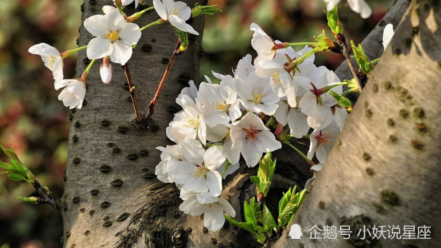 12月17日星座运势 居安思危 突破瓶颈的四大星座 双鱼座 星座运势 星座 天秤座 双子座 摩羯座