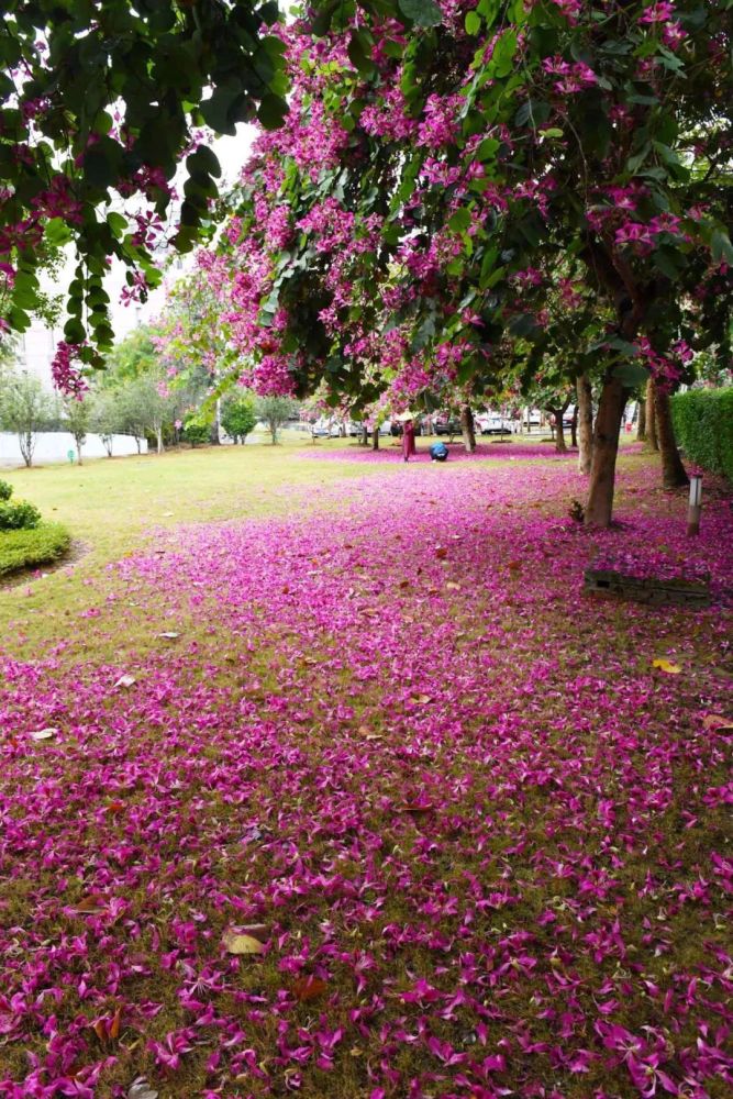 记者在云浮市税务局的后园里给云浮市民送来一场"紫荆花雨"的视