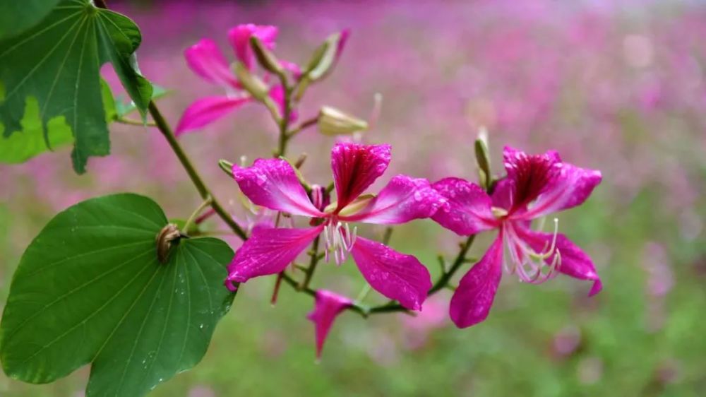 云浮一城荆花紫气来