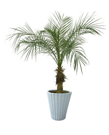 家装绿色植物推荐|家装|绿植|日本大叶伞