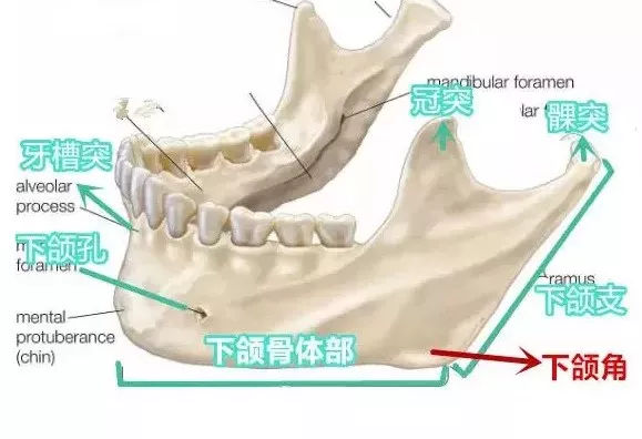 什么样的下颌骨是最好看的国字脸方脸如何变成瓜子脸