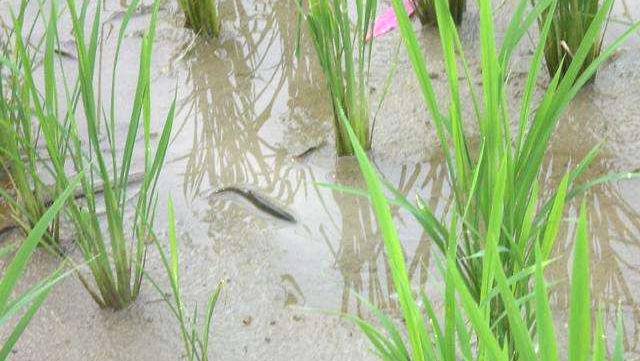 水稻在田上长,泥鳅在田里游,天造地设的"鱼米之香"!_腾讯新闻