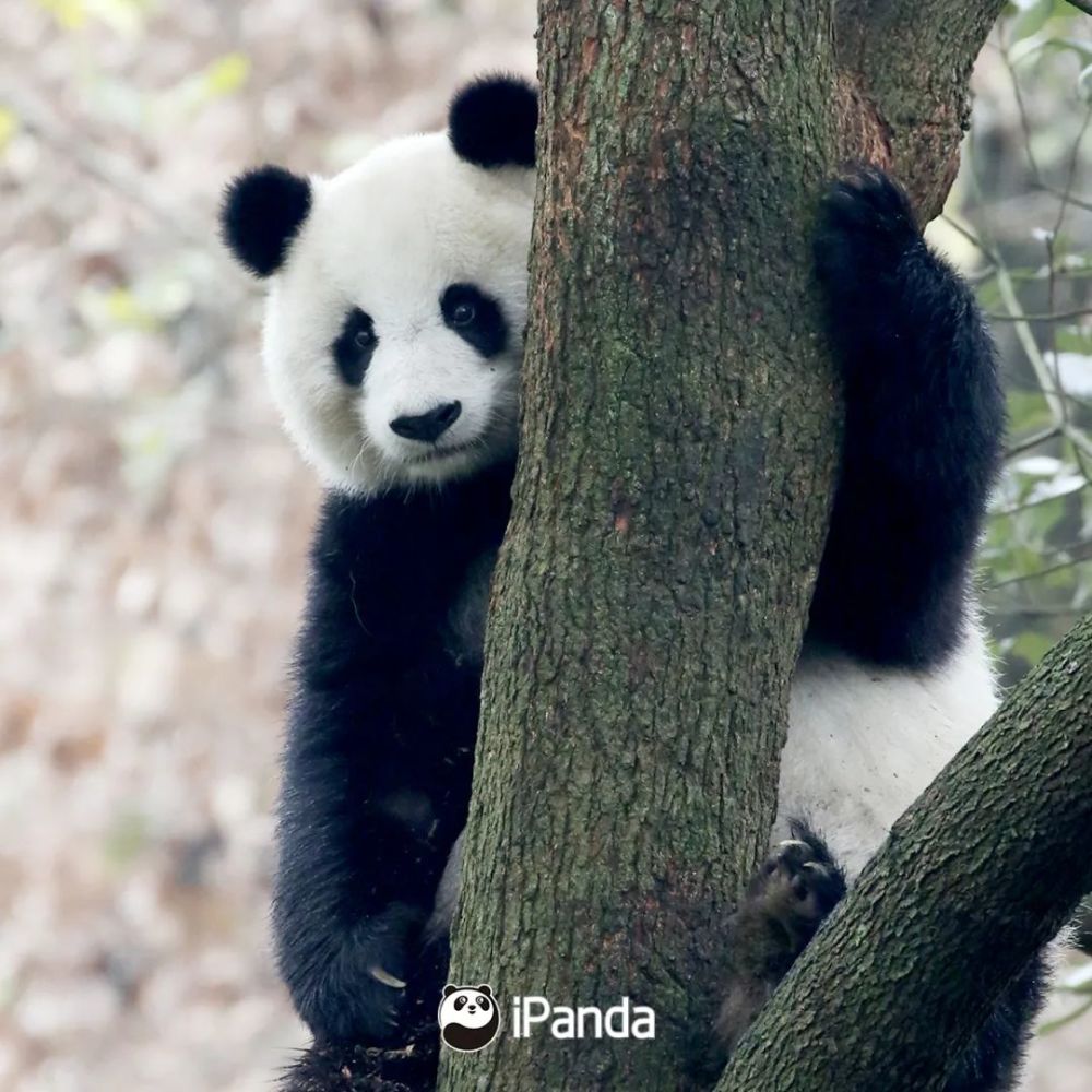 自从知道中国有两种大熊猫 评论区里可是炸开了锅 有胖友说 虽然有些