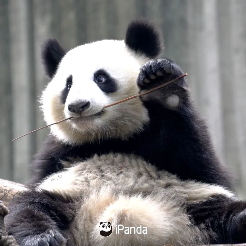 "和花" 有胖友说大熊猫何止两种 "黑熊猫""猪猪熊""藏狐熊""食蚁兽熊"