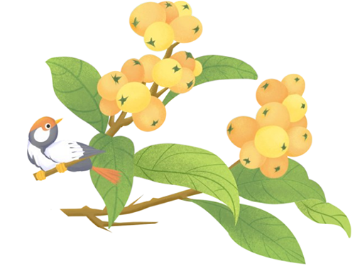 诗词中的枇杷及其药用价值