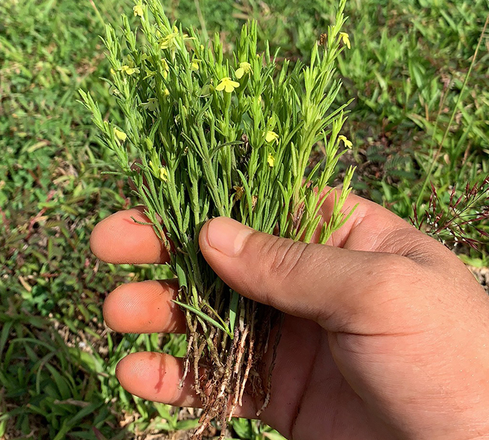 被誉为草中黄金客家地区常见的杂草竟卖到1500元一斤