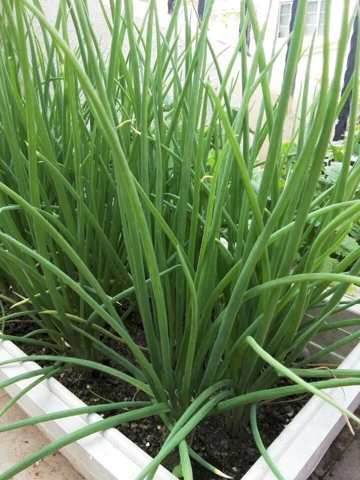 阳台种菜栽种大白葱时,因为培土比较困难,无法"深种",台长分享一招栽