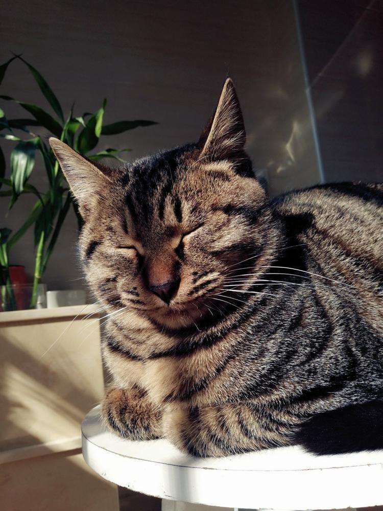 狸花猫有什么特点?