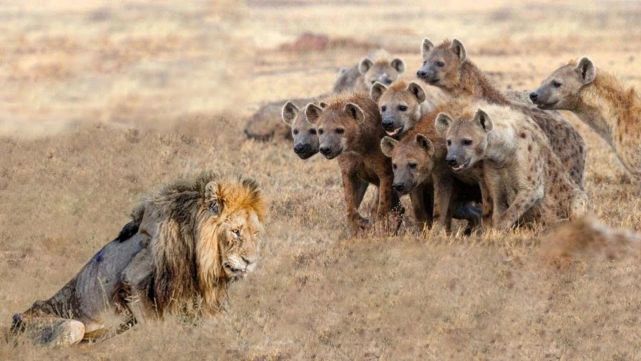 狮子真能从鬣狗群中认出女王吗?其实是女王自己作死的