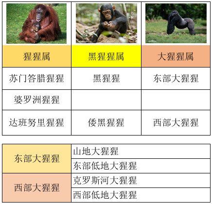 盛怒之下银背大猩猩,能一拳打翻东北虎吗?