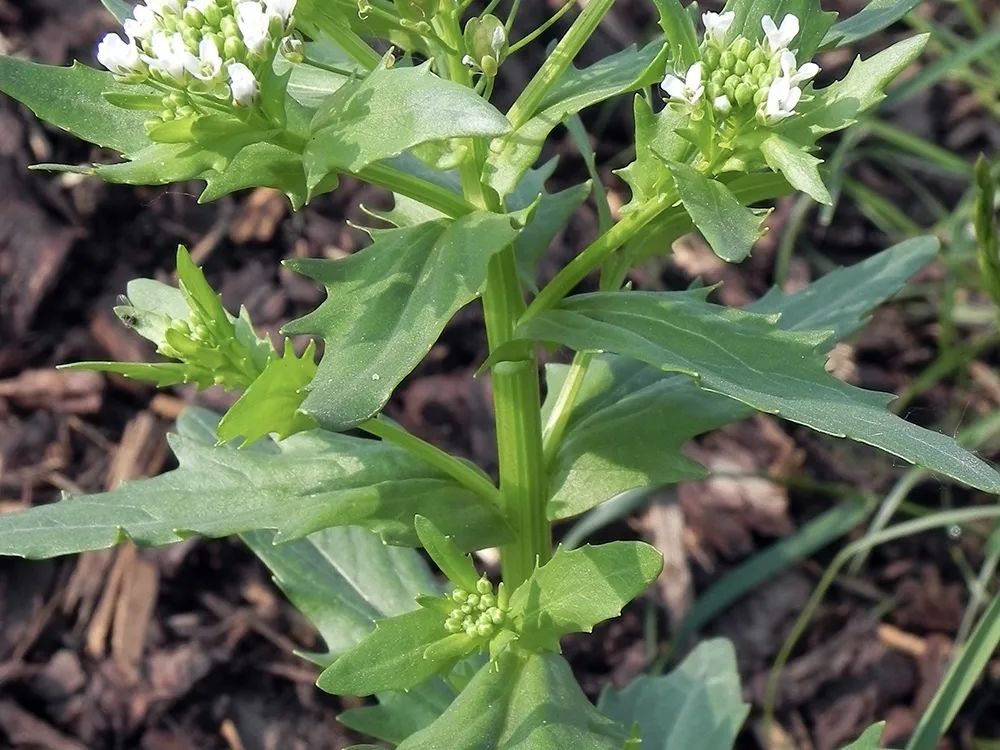 农田里很多常被当害草除掉我告诉你它的价值希望能引起重视