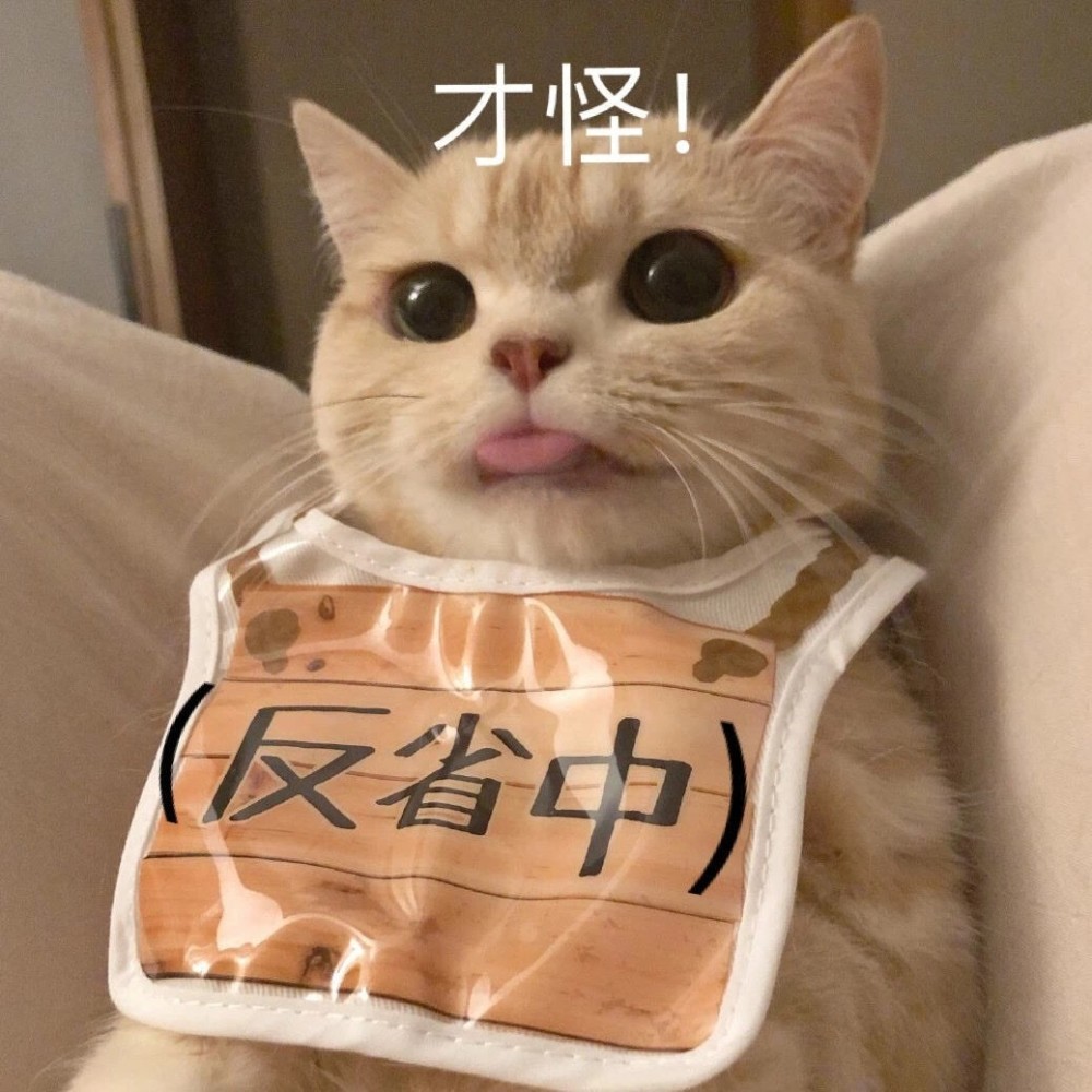 表情包 猫咪表情包第三弹 今天也是可爱的小猫咪呢 腾讯新闻