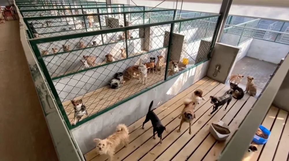 上海古寺僧人,27年救助5000多只流浪猫狗_腾讯新闻