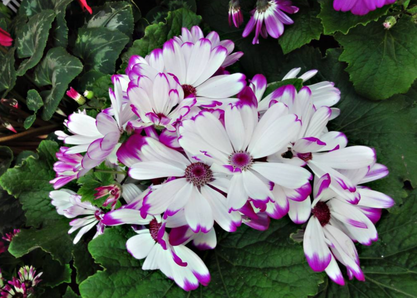 适合冬季养护的开花植物瓜叶菊 名字俗气但寓意好 养护也简单 腾讯新闻