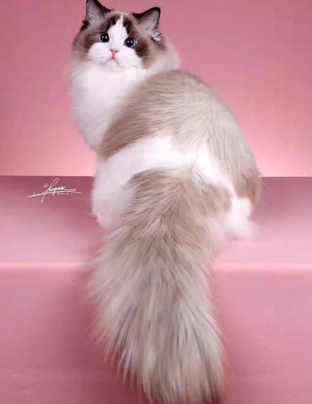 脸上有倒v字形面具,背部和尾巴都是浅灰色,其他部分为白色的布偶猫