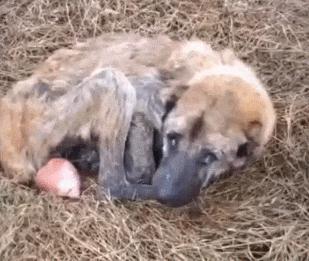 繁殖犬子宫脱落被丢弃 声带被割瘦到脱相 被救后需陪着才能入睡 狗狗