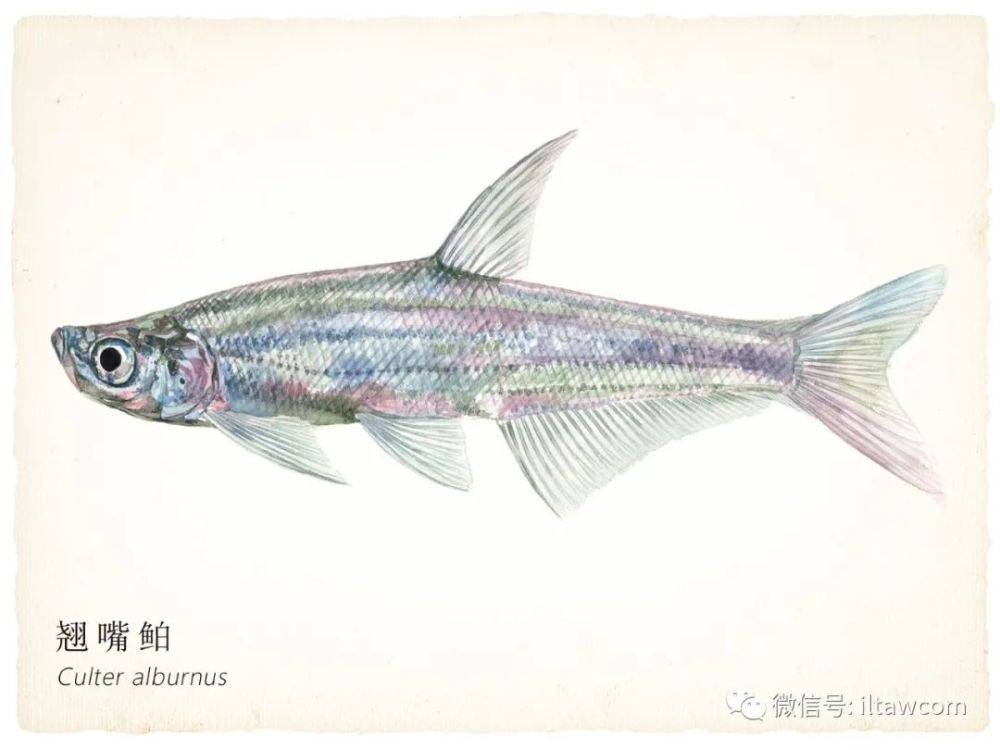 寻找记忆中的第一尾鱼-中国原生鱼