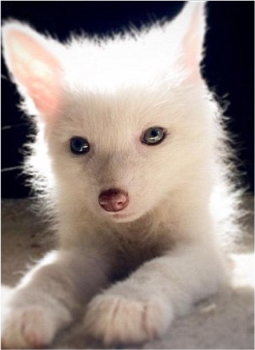 风狸,会害羞的奇兽!_腾讯新闻