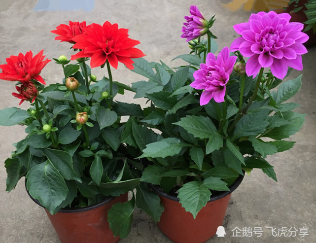 八种以牡丹命名的花卉 开花鲜艳漂亮 颜值高 值得养 紫牡丹 花卉 红牡丹 羽衣甘蓝 大丽花 巴西 松针牡丹 兰花 太阳花 牡丹吊兰