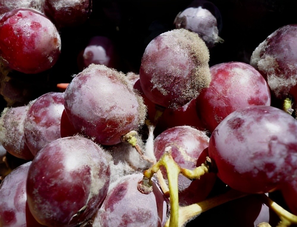 葡萄果实长了灰霉层?搞清楚发病原因,及早防治避免减产