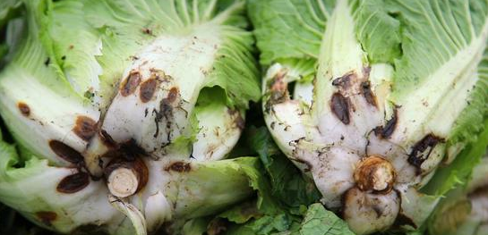 世界卫生组织曝光过,所有发霉的食物中都会含有——黄曲霉毒素,这是被