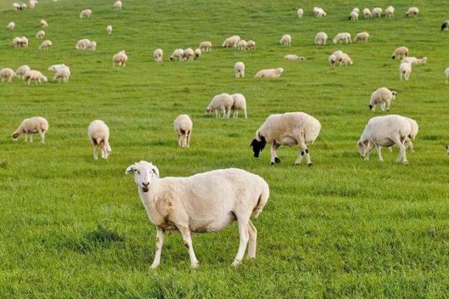 12月中下旬霉运散开好运降临,属羊人收到横财,桃花也是上上签