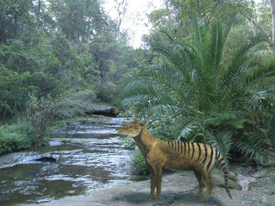 10,西袋狸:1910年灭绝