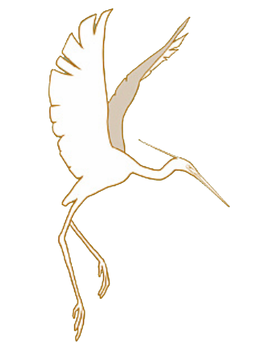 大美横山白鹭翩跹优雅灵动