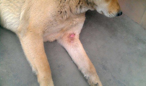 狗打架腿被咬破了_腾讯新闻