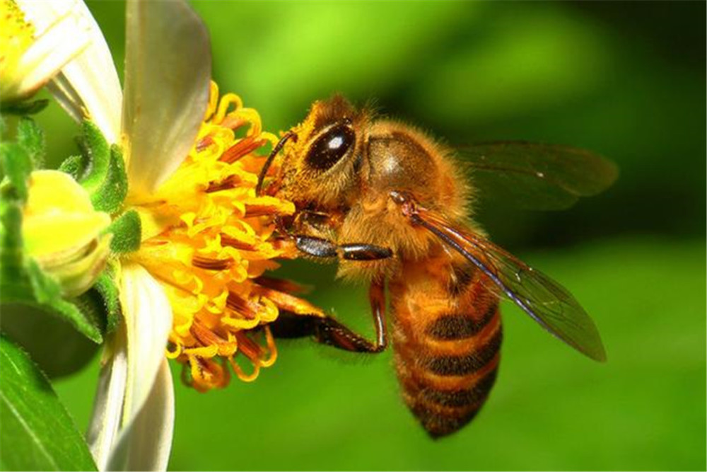 蜜蜂世界分布图公布,为何爱因斯坦说,它灭绝了人类难以生存?