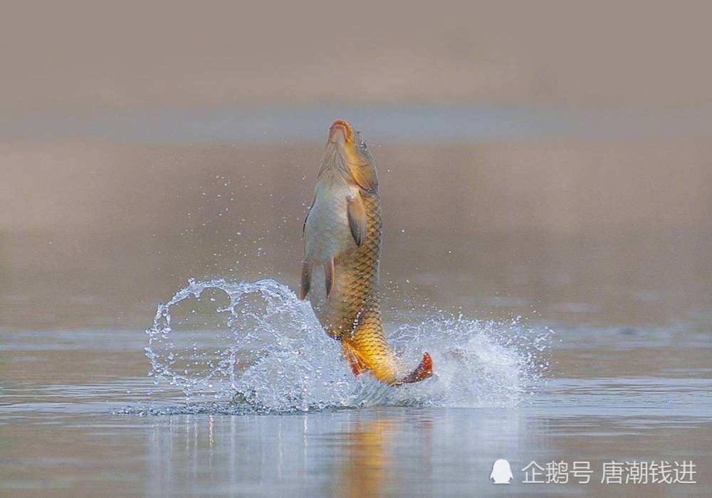 原创丨鱼跃(现代诗)