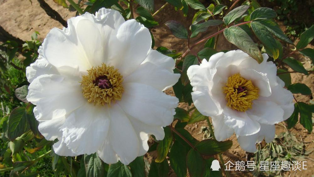 12月18日星座运势 白羊承担责任 狮子甜言蜜语 水瓶竭尽全力 腾讯新闻