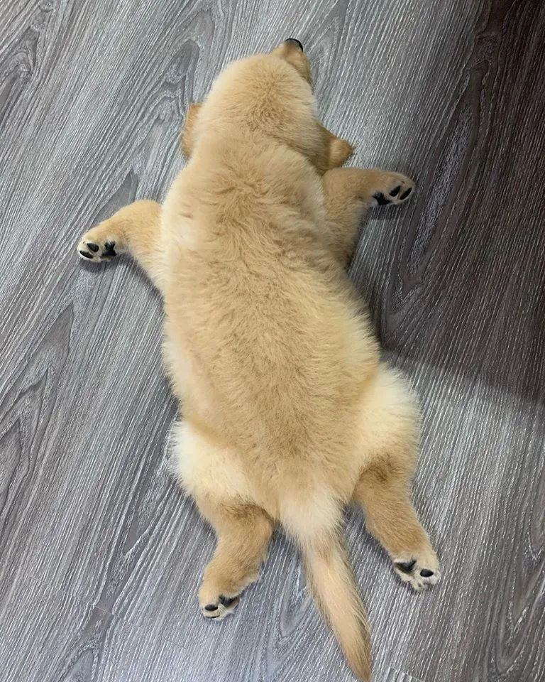 看到小奶狗的奇葩睡姿,那可是相当治愈